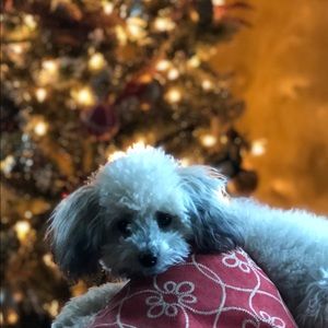 Meet your Posher, Tracy